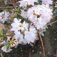 Rhododendron impeditum 'Album'